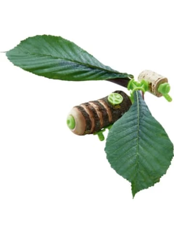 Spielzeug Haba 305344 Terra Kids Connectors – Konstruktions-Set Tiere Günstig Kaufen 4 Spielzeug Haba 305344 Terra Kids Connectors – Konstruktions-Set Tiere Günstig Kaufen – Bild 2